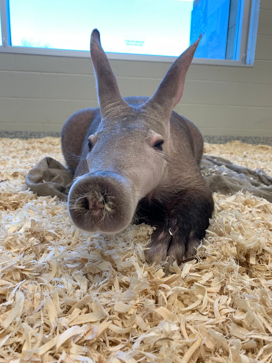 nashzoovet's tweet image. #FunFactoftheDay:
#Aardvarks have the greatest number of olfactory turbinate bones of any living mammal (9-11). These curved, seashell-like bones exist in the nasal cavity and help to improve an animal’s sense of smell. With them, aardvarks can smell termites underground!