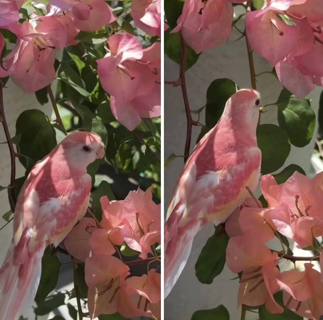 marga1225's tweet photo. Escondiéndose entre las flores como si ella fuera una de ellas 🦜 https://t.co/HCbux7qAsf