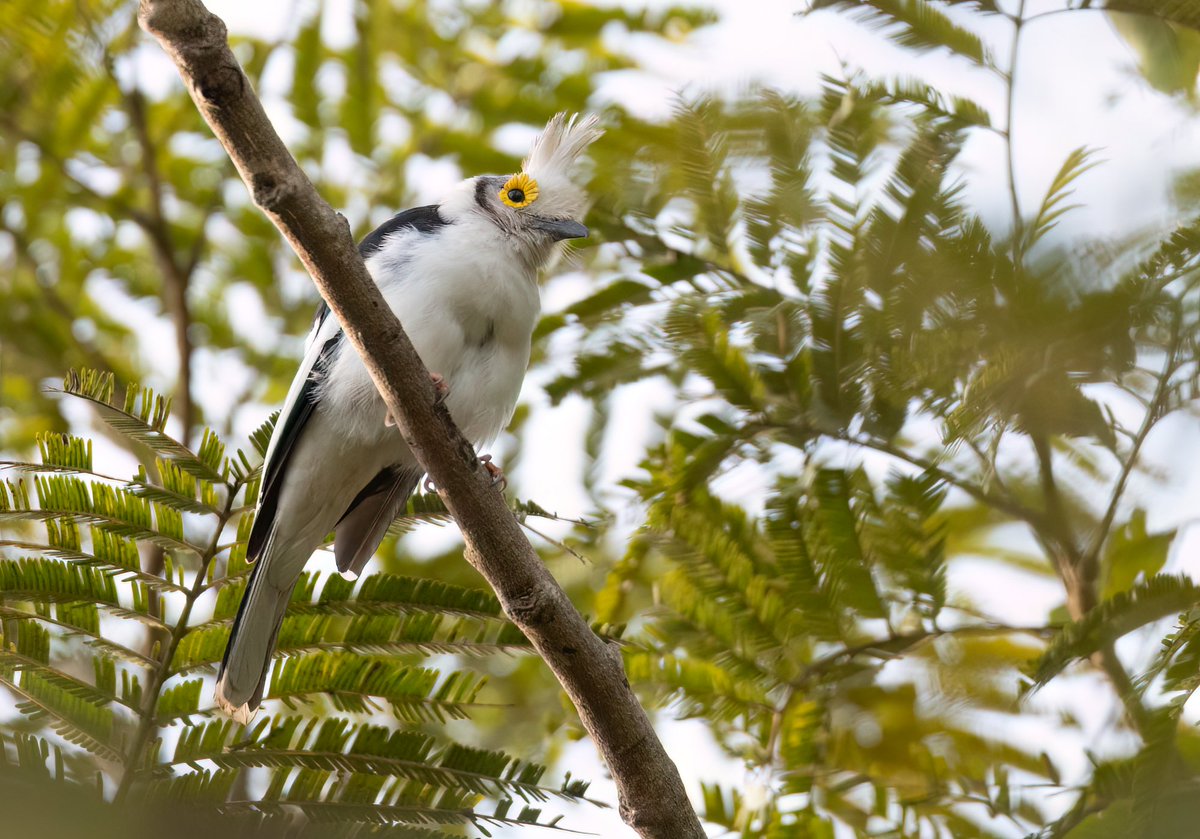 Chris Griffin tweet media