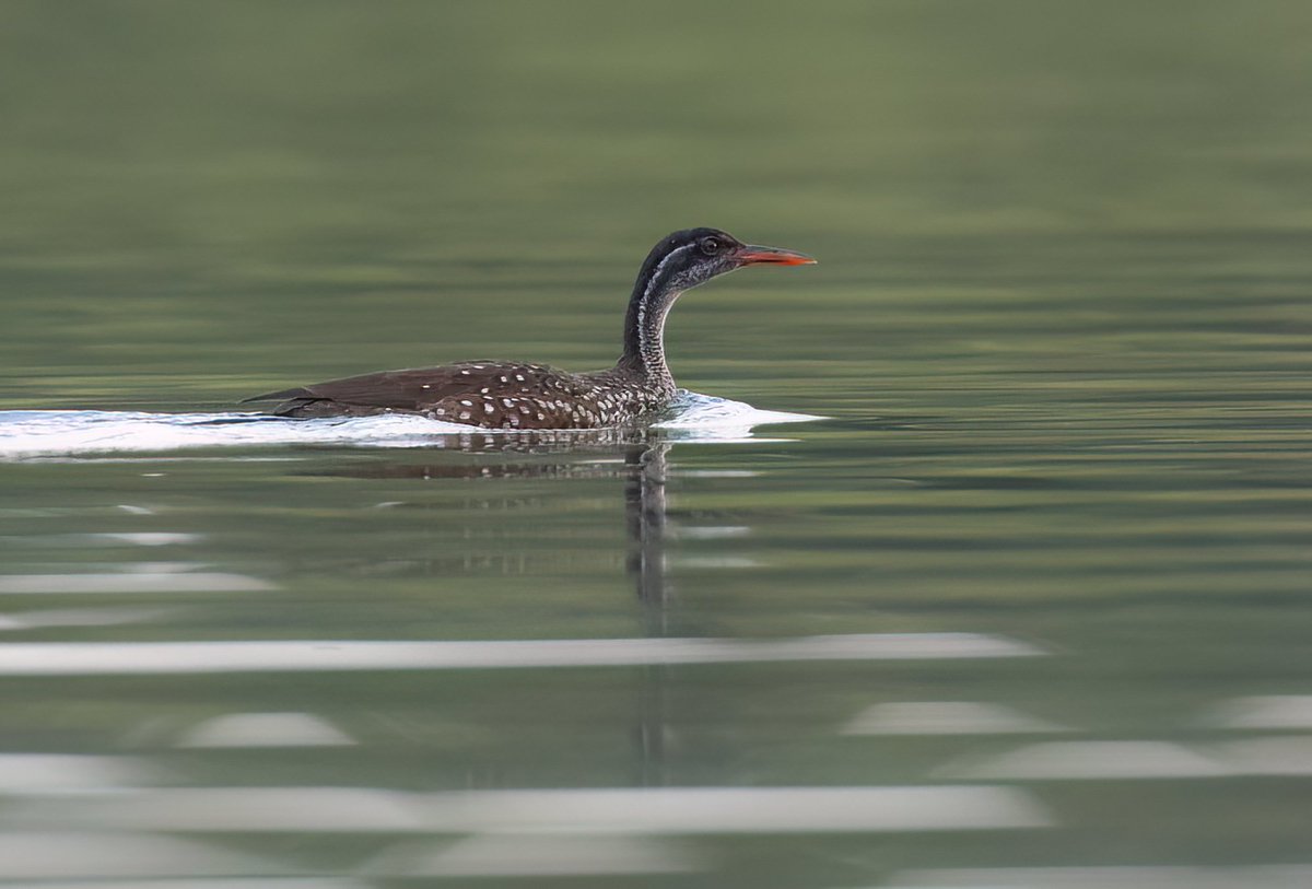 Chris Griffin tweet media