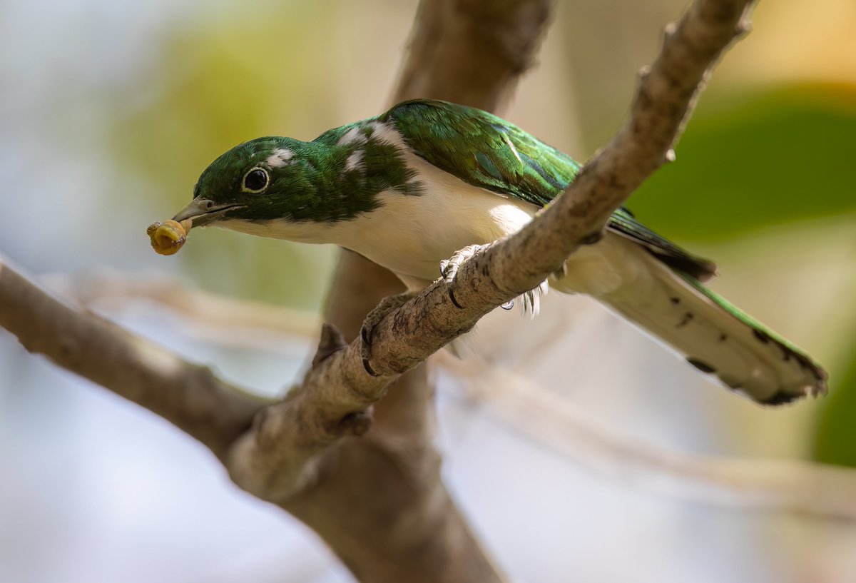 Chris Griffin tweet media