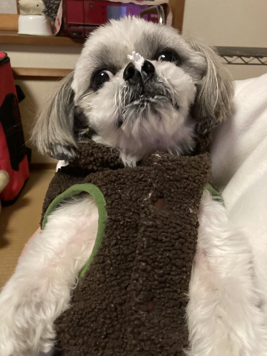 hiro65288371's tweet photo. クリームなめたい😋 #犬のいる暮らし 
 #シーズー https://t.co/UPnuxF83h4