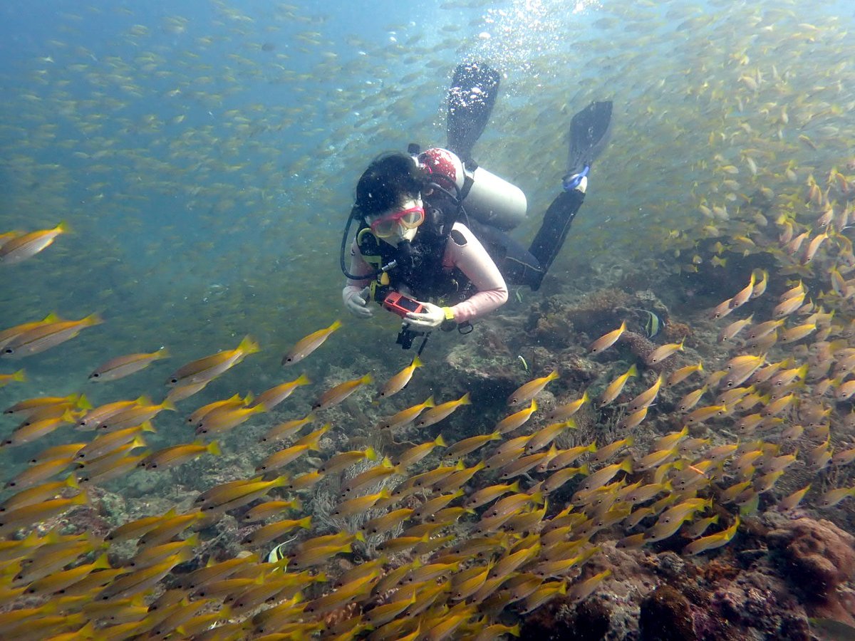 見てください！この魚の群れ。360°どこを見渡しても群れ群れ！年末年始でもそれほどダイバーの数が多くなかったので、たっぷりと子の大群を堪能してもらいました。シャークポイントとピピ島の様子をブログで紹介しています。
greendiverphuket.com/2024/12/28/12-…
#プーケット #ダイビング #phuket #diving