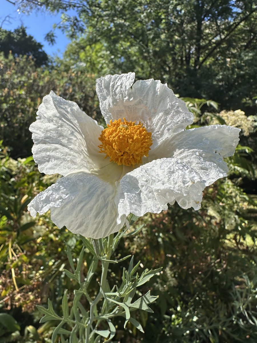 StephenGRyan's tweet image. Romneya trichocalyx. The other one! #asatours #cornus  #acanthus     #abcradio  #mtmacedon  #3cr#stephenryan #rareplants  #osmanthus   #dicksoniarareplants   #tugurium   #planttrust. #thehorticulturalists