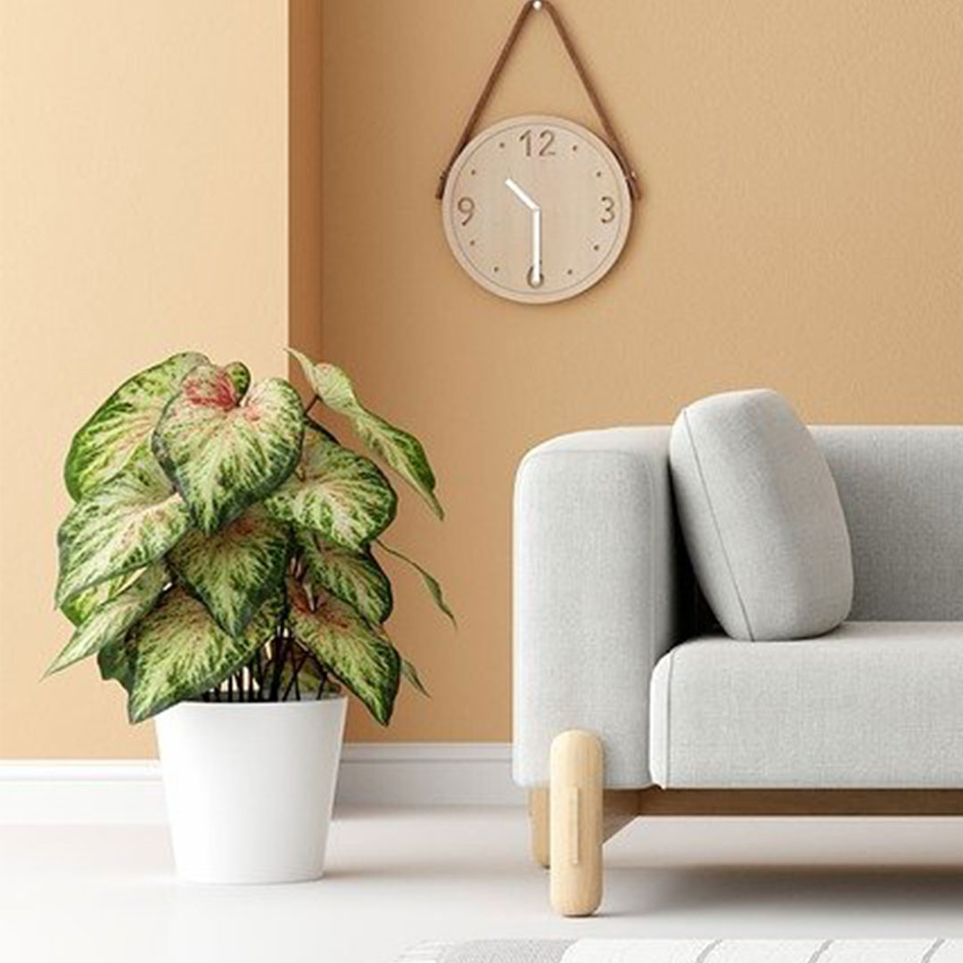 ✨ Transformez votre espace avec Charme Maison : là où la qualité rencontre le style.
Découvrez des pièces uniques pour une maison qui reflète votre personnalité.
🏡 #HomeDecor #CharmeMaison #StyleEtQualité