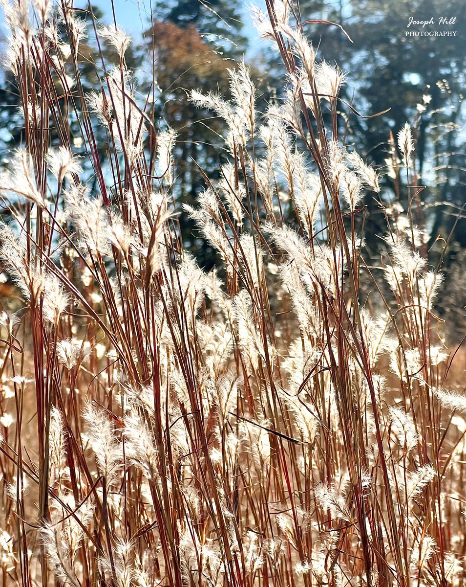 JosephHill3794's tweet photo. Little Bluestem🌱
Photo By: Joseph Hill🙂📸🌱
#littlebluestem #bluestem #grass #field #nature #sunlight #beautiful #peaceful #NaturePhotography #SouthernPinesNC #December https://t.co/LJhnLBw90c