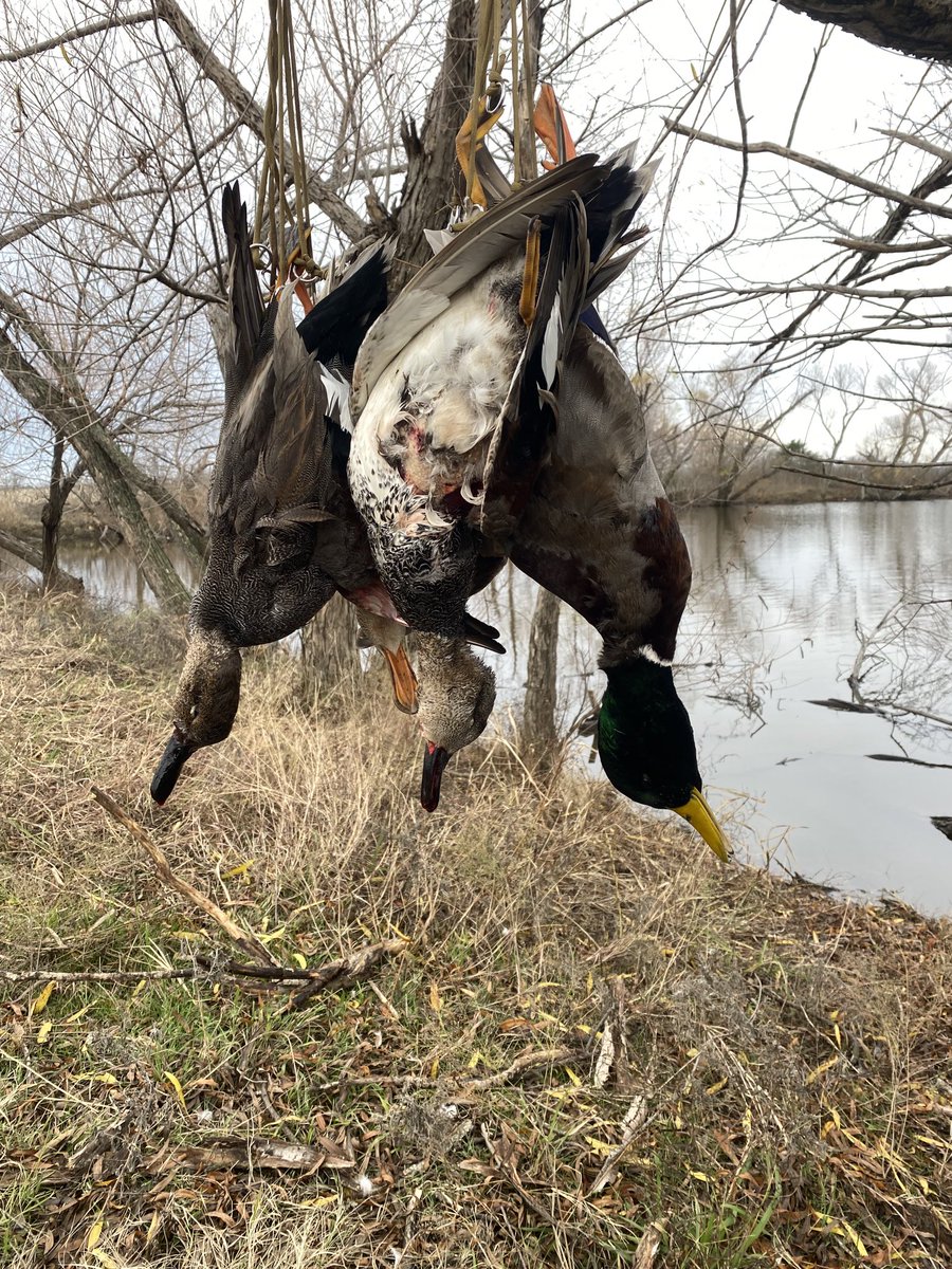 SuzieQuackers2's tweet photo. Mr Freakin Hollywood and a 3 Curl Greenie today, with my Brother and the Boy!#OlManDrake dont let em get away! #HuntingFeedsMySoul https://t.co/UbTRAGhdPl