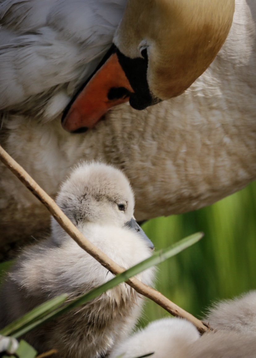 Definitely one of my favourite photographs I’ve took, due to the power and emotion of the image. The mother swan looks over her newborn making sure everything is as it should be. The wild can be testing and only the strongest survive ❤️