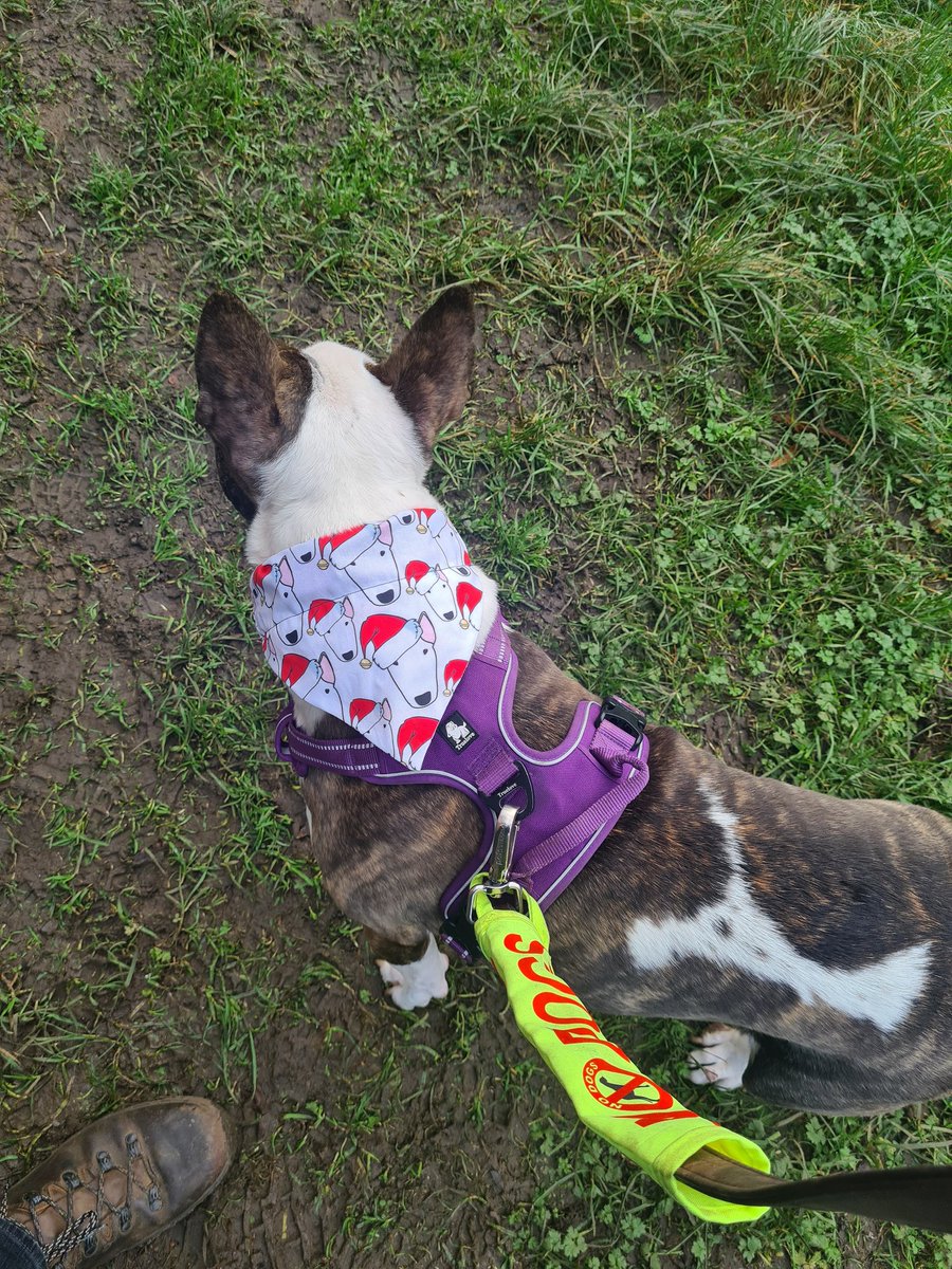 Luna enjoying Christmas onboard.
But she doesn't enjoy the paw wash after walkies on the muddy towpaths