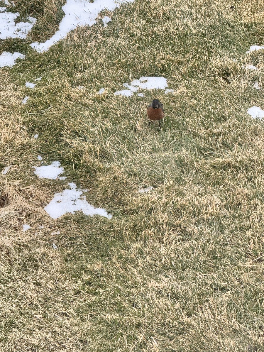 NYCRobyn's tweet image. To my weather peeps, what is up with all these Robins? #intheberkshires @PaulCaiano @Radar_Reid @christinatalamo @Raphael4NY @EricaGrowCei @Violeta_Yas @TheMariaLaRosa @AudreyPuente @amyfreeze @Matt_Brickman @SteveSosnaWX shouldn’t they be down south?