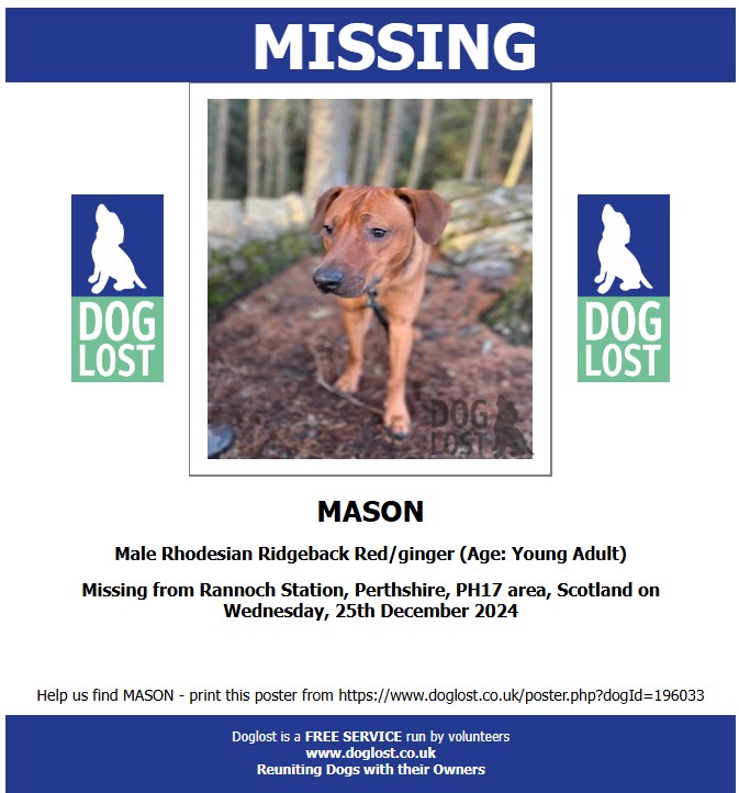 AdoptionsUk's tweet photo. Please retweet to help find LOST DOG MASON 🐶
Young Adult Male Rhodesian Ridgeback Red Ginger Wearing Collar & I.D. Missing from Rannoch Station #Perthshire #PH17 #Scotland #UK
Wednesday 25th December 2024
CONTACT OR DETAILS👇 https://t.co/hNc54jV64C
He could have been picked up or stolen and could be in a different area now.
Please share widely to help him get home🐶🏡❤️
@MissingPetsGB #Missing #Stolendog #RhodesianRidgeback #dogs #dog #animals #pets #England #Wales #NorthernIreland #Ireland