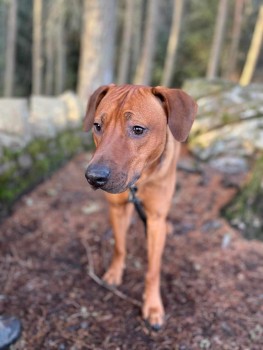 AdoptionsUk's tweet photo. Please retweet to help find LOST DOG MASON 🐶
Young Adult Male Rhodesian Ridgeback Red Ginger Wearing Collar & I.D. Missing from Rannoch Station #Perthshire #PH17 #Scotland #UK
Wednesday 25th December 2024
CONTACT OR DETAILS👇 https://t.co/hNc54jV64C
He could have been picked up or stolen and could be in a different area now.
Please share widely to help him get home🐶🏡❤️
@MissingPetsGB #Missing #Stolendog #RhodesianRidgeback #dogs #dog #animals #pets #England #Wales #NorthernIreland #Ireland