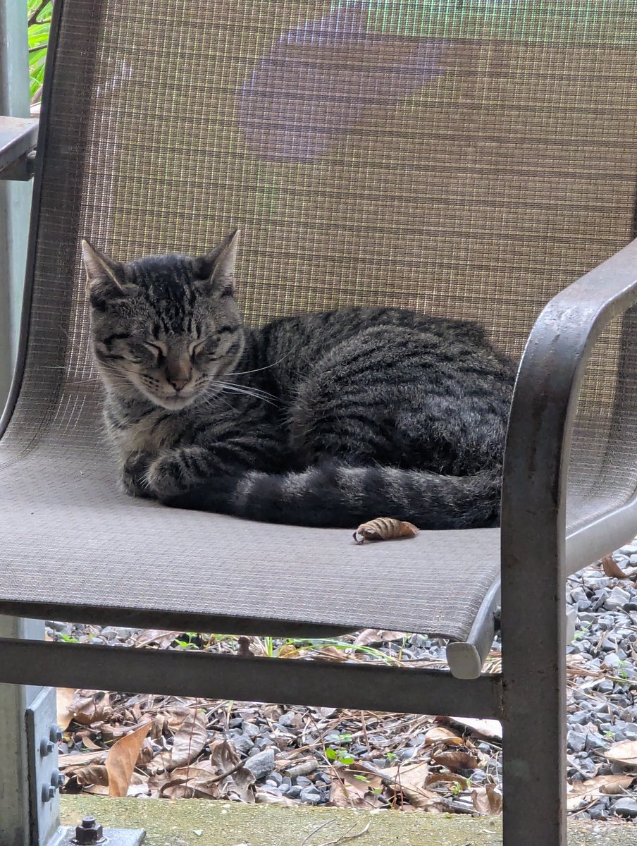 johnbearross's tweet image. Neighborhood cat hunted me down and demanded more lovin'.

#kitteh