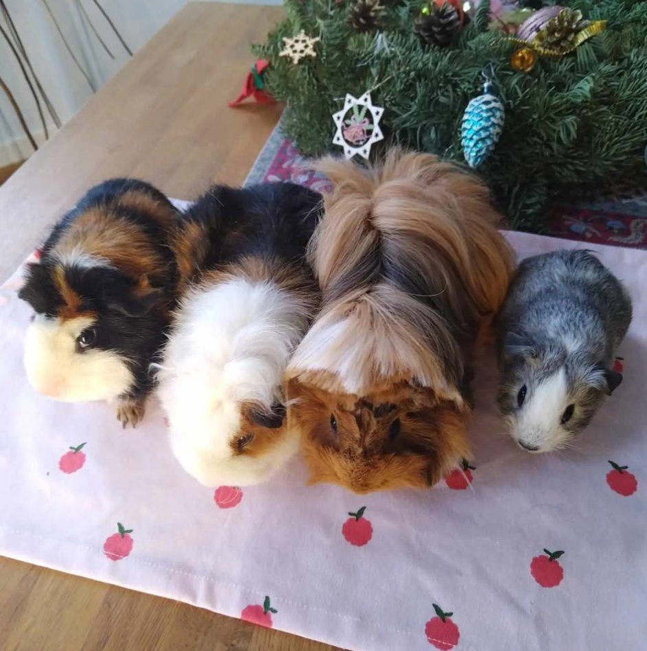 Why so fluffy? 

Photo credit to Instagram page guineasheep