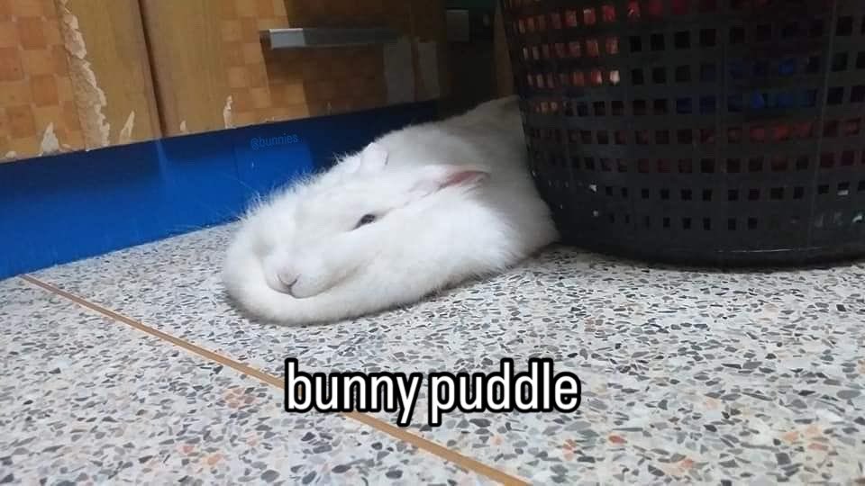 Bunnies's tweet photo. https://t.co/iWEcYxy1qr