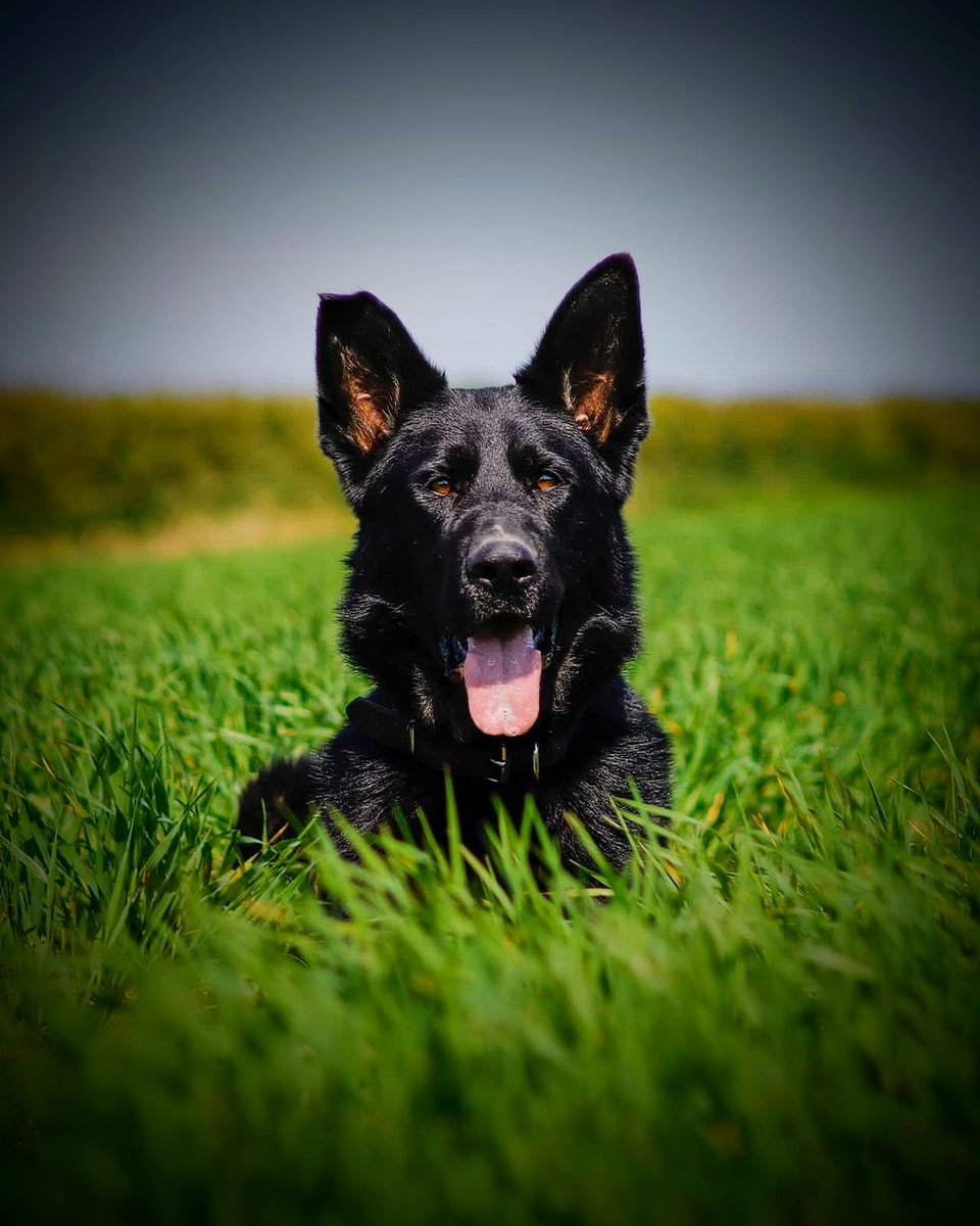 PSOSDogs's tweet photo. When a stolen car crashed on the A1 this week, #PDHuey &amp; #PDStig were called. Huey tracked through fields &amp; bushes to 3 suspects who were hiding next to a high wall. No escape for them though, as Stig was waiting for them on the wall! 3 in custody.

#TeamWork
#TheNoseKnows https://t.co/1an8qsEWO0