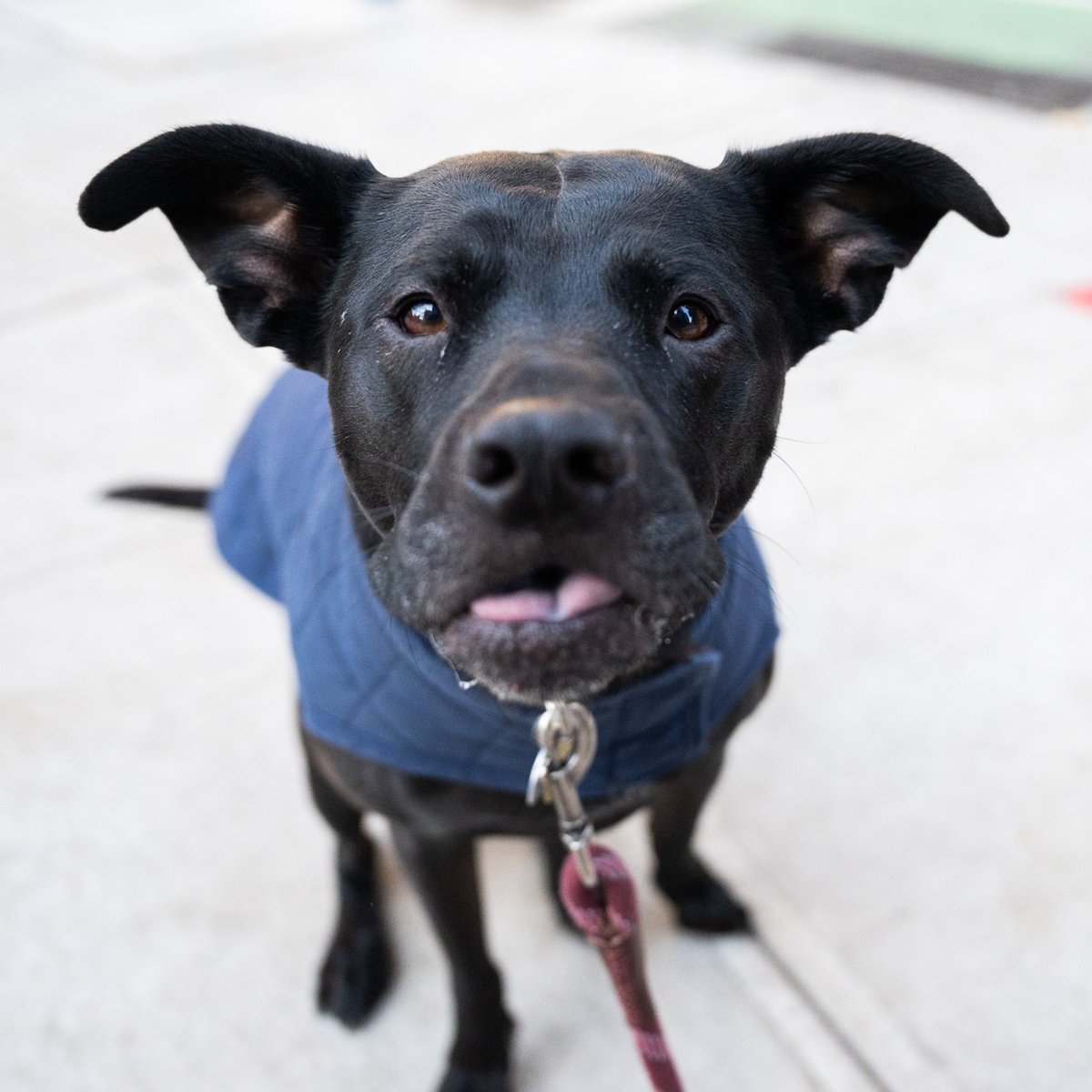 thedogist's tweet photo. Riggins, mix (6 y/o), Madison Square Park, New York, NY • “He’s 50% Pit Bull, 14% Lab, 15% Coonhound, 12% Husky, 5% Weimaraner and 5% Chow Chow. We got him when he was seven months old from @Bideawee. He’s very clownish and expressive. We love him so much.” https://t.co/2XhTJsrSA7