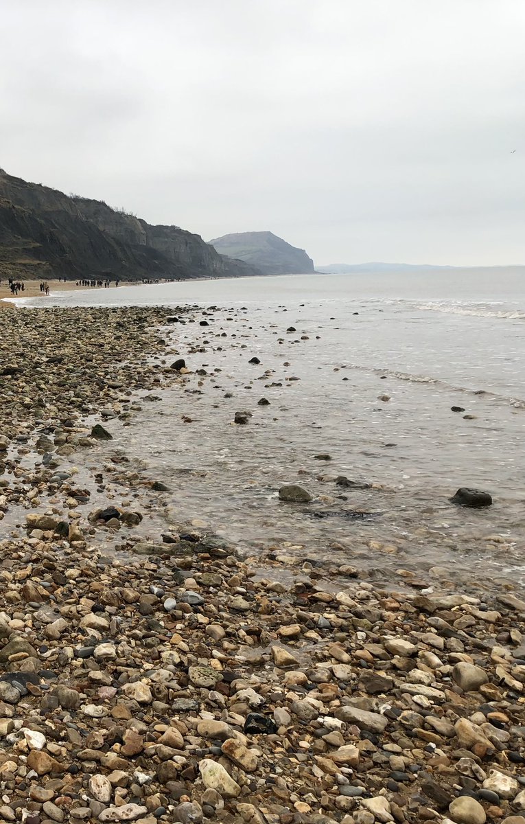 Fresh sea air, nice walk, knackered dog, monumental land slips, fossil hunters and fish &amp; chips. A chilled afternoon at #Charmouth #DorsetCoast
🕸️💨