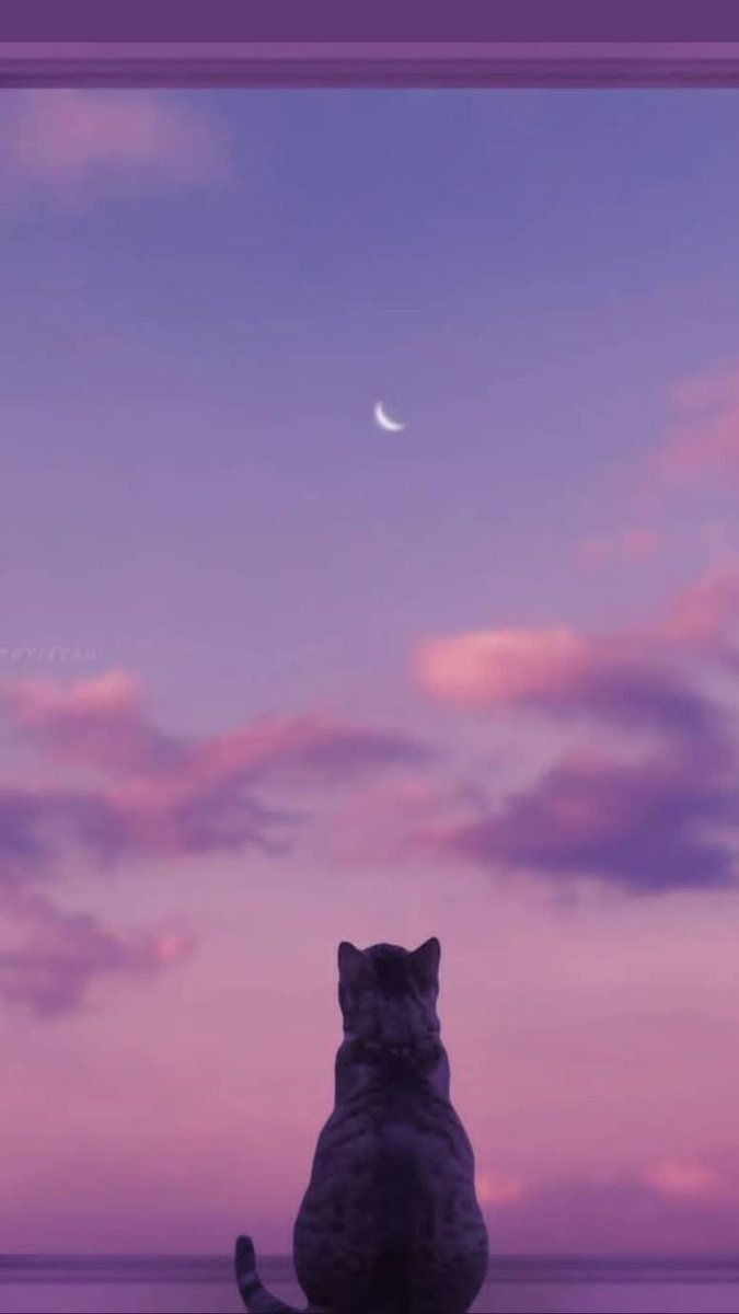 Why you should have a cat (@shouldhavecat) on Twitter photo 