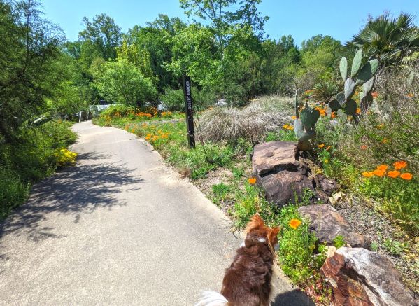 Looking for a FREE dog-friendly stop in SC? Head on over to South Carolina Botanical Garden! Take a walk, visit a museum, see historical buildings, and more!

s.mtrbio.com/hzowzaoram

#dogtravel #adventuredog #dogfriendlydestinations #dogtraveltips #penniesplacesandpaws
