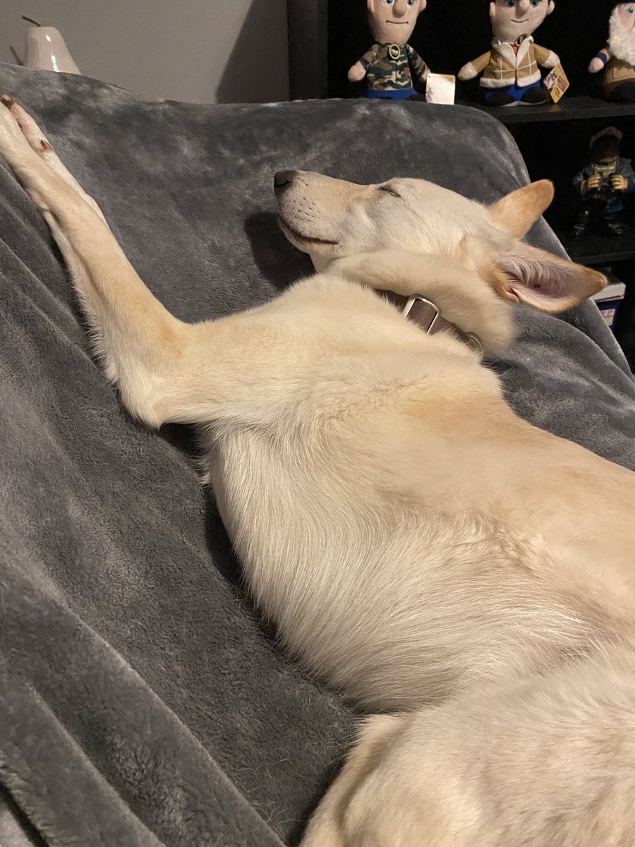 I’d like you all to meet my new friend Jenny a Desert Saluki. I decided to rescue her after a life of struggle. She’s 5 years old very nervous but extremely loving. I’m going to do all I can to make her life the best possible. I’m doing this for her and Ellie ❤️