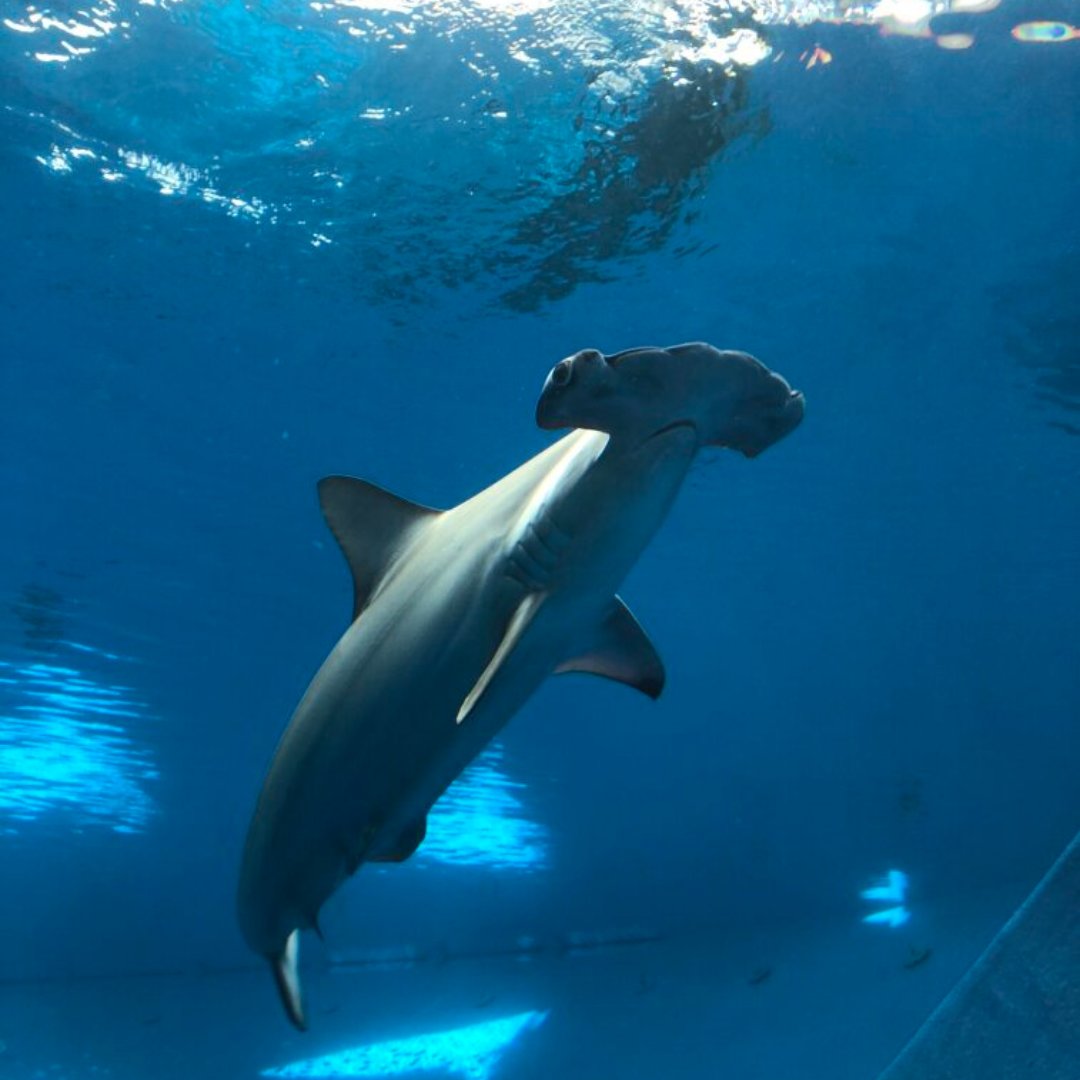 FrostScience's tweet photo. What do Miko, a scalloped hammerhead, gopher tortoises, and pillar coral have in common? They’ve all faced endangerment. Frost Science celebrates 50 years of the Endangered Species Act by highlighting efforts to protect vulnerable species and habitats. #FrostScience https://t.co/xT7mW3aP4I