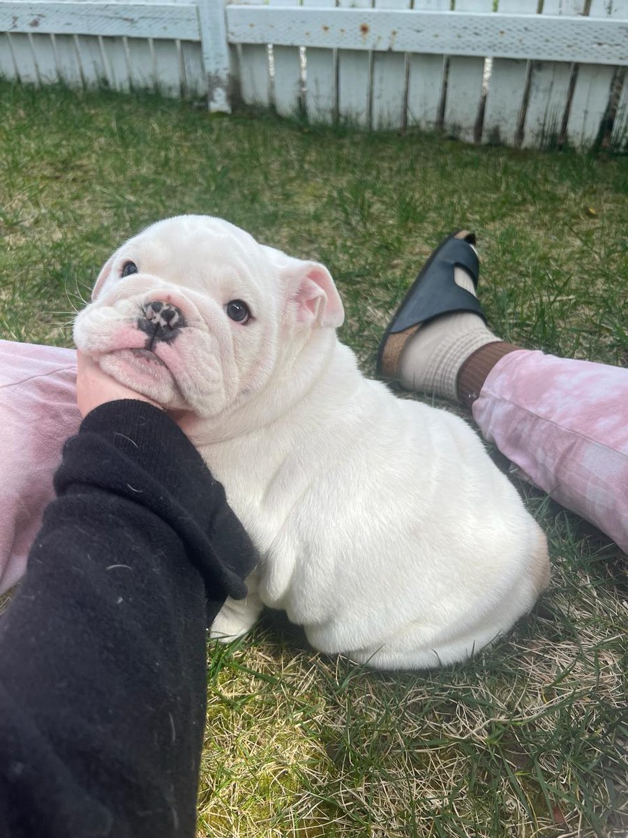 TiborCoin's tweet photo. @_Shadow36 @MustStopMurad @blknoiz06 Don't stress em.  Just bid cuteness and chill. https://t.co/ucXIyKjBFT