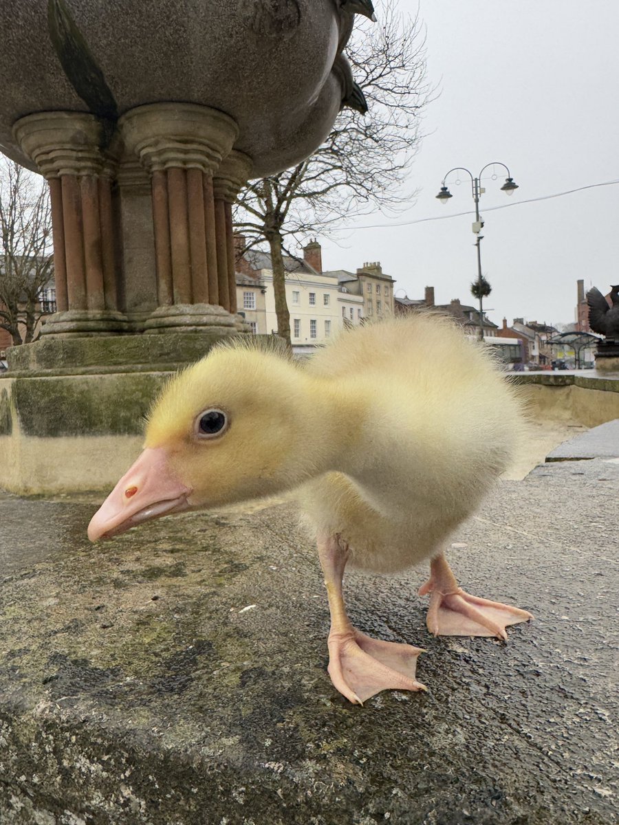 caenhillcc's tweet image. Good to take Emerald into my home town of Devizes. Emerald is three weeks old #devizes #emeraldthegoose #gosling