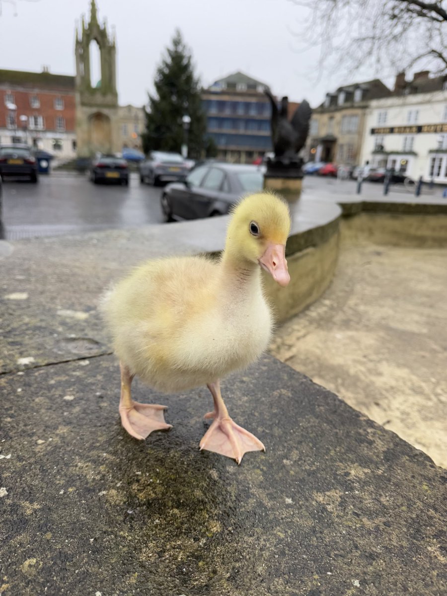 caenhillcc's tweet image. Good to take Emerald into my home town of Devizes. Emerald is three weeks old #devizes #emeraldthegoose #gosling