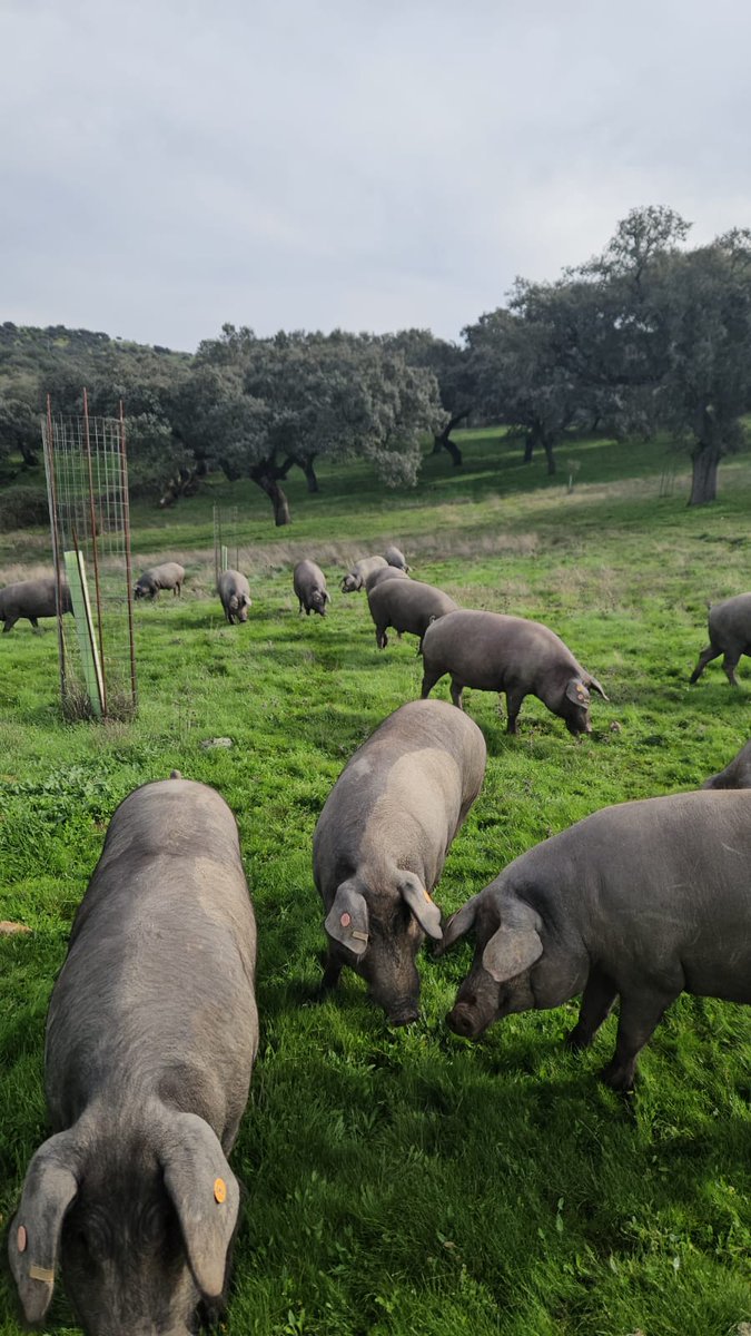 JamonDO_Extrema's tweet photo. La cría del cerdo ibérico en libertad es fundamental para preservar la dehesa y su biodiversidad. Su alimentación con bellotas y su actividad natural mantienen el equilibrio ecológico y previenen la erosión del suelo, garantizando productos de calidad excepcional. https://t.co/Lp0K45biNq