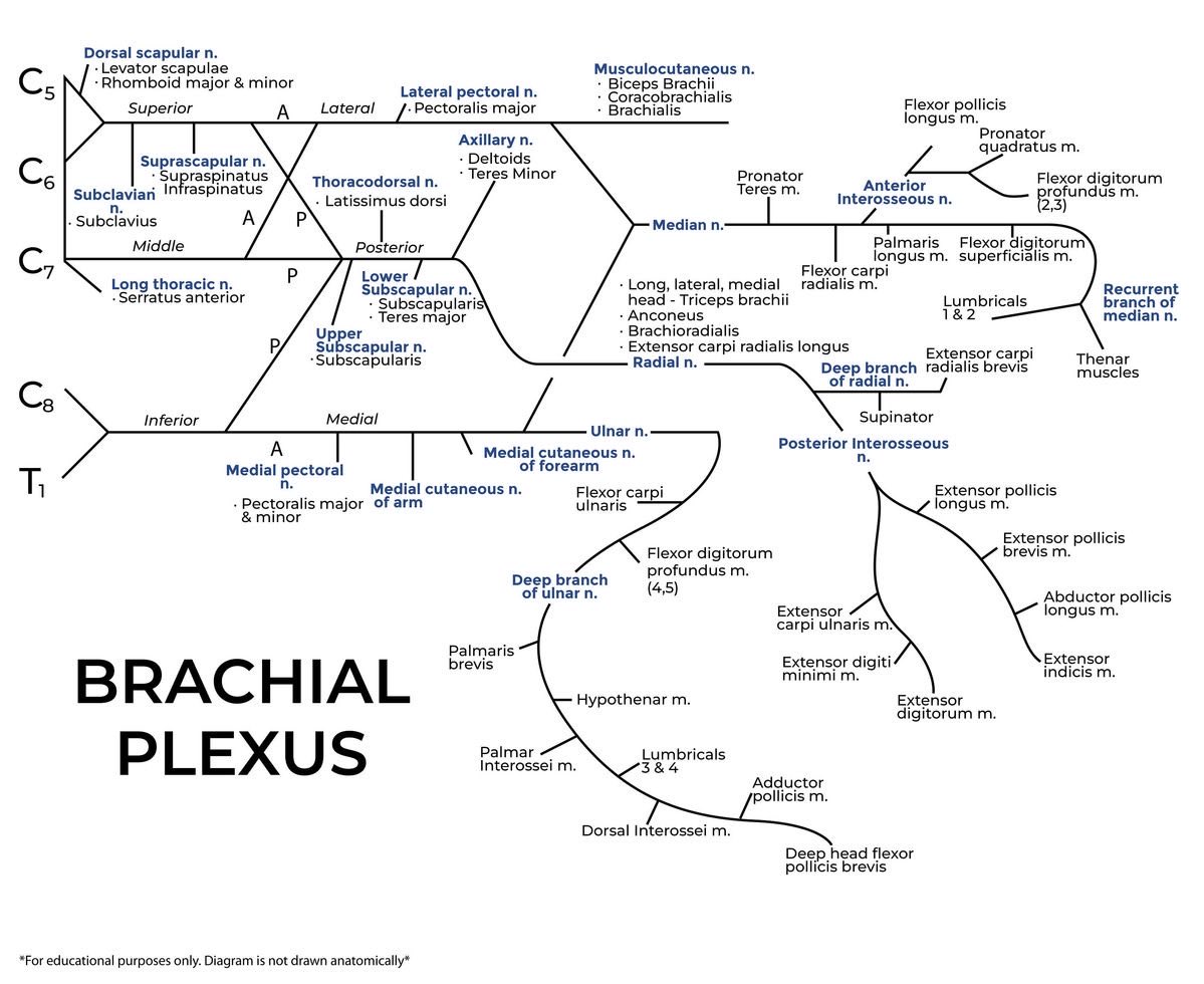 Brachial plexus drawn out