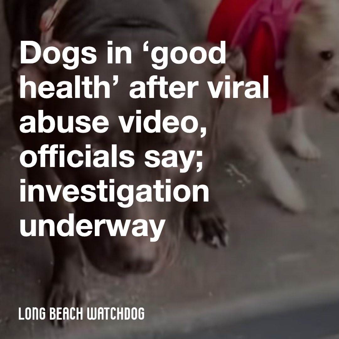 Long Beach Watchdog (@lbwatchdognews) on Twitter photo 2 dogs are in “good health” after a video went viral of a woman throwing one of them through the air, city officials confirmed. Long Beach police are investigating the incident, which occurred near Downtown.Â
Read more from <a href="/FernandoAHaro/">Fernando Haro</a> on the Watchdog. lbwatchdog.com/dogs-in-good-h… 2 dogs are in “good health” after a video went viral of a woman throwing one of them through the air, city officials confirmed. Long Beach police are investigating the incident, which occurred near Downtown.Â
Read more from <a href="/FernandoAHaro/">Fernando Haro</a> on the Watchdog. lbwatchdog.com/dogs-in-good-h…