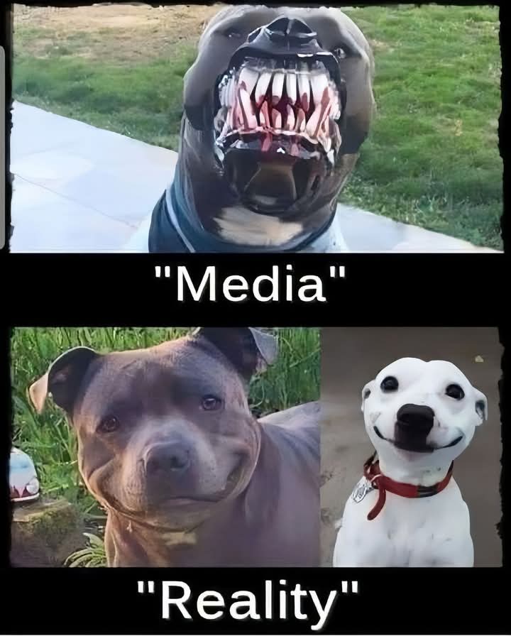 TalismanJimmy's tweet photo. Stop the #Stigma against XL Bullies and staffies. #Uk #media #dogs https://t.co/EWjQbTyXNh