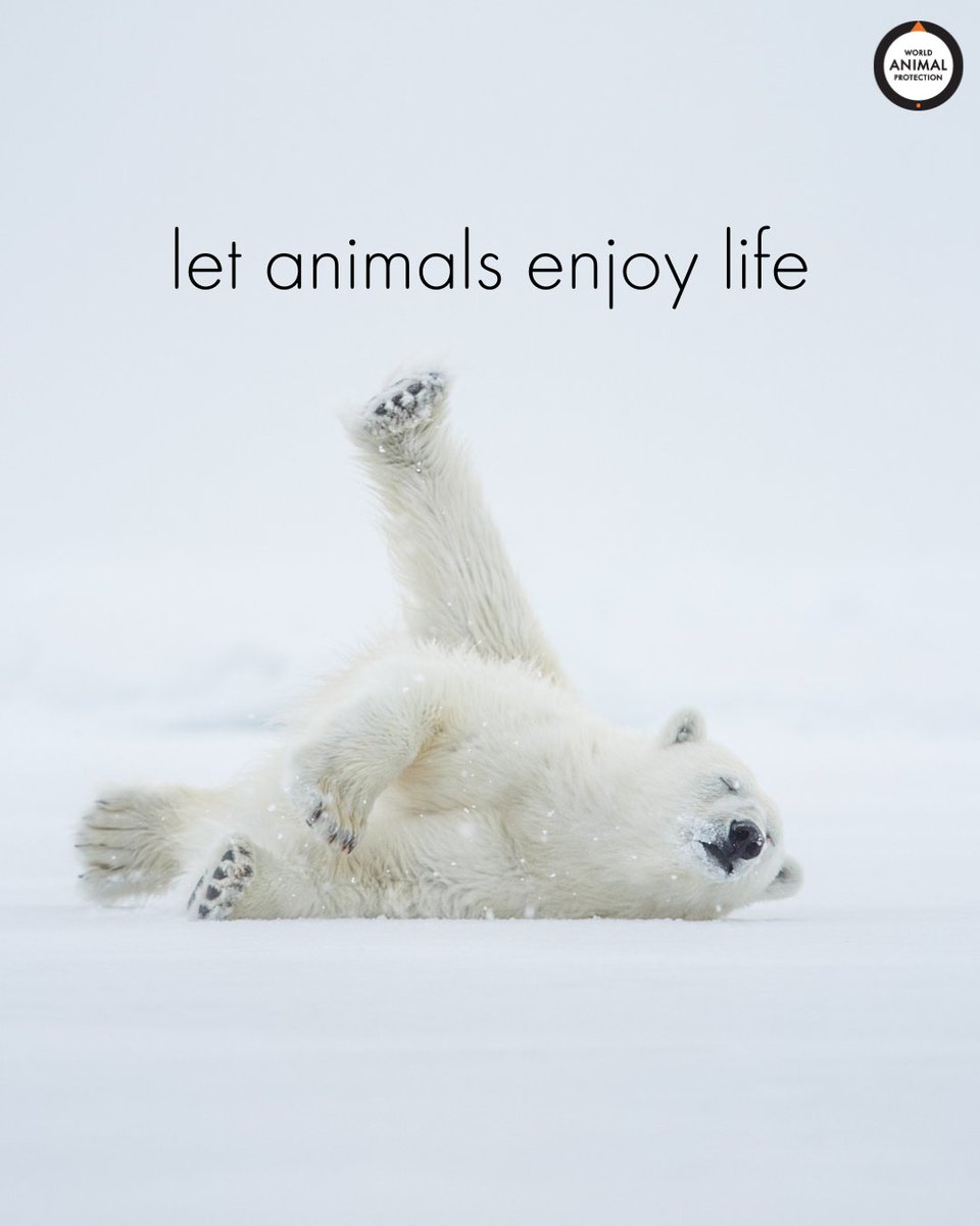 PSA: All animals should be able to enjoy life like this.