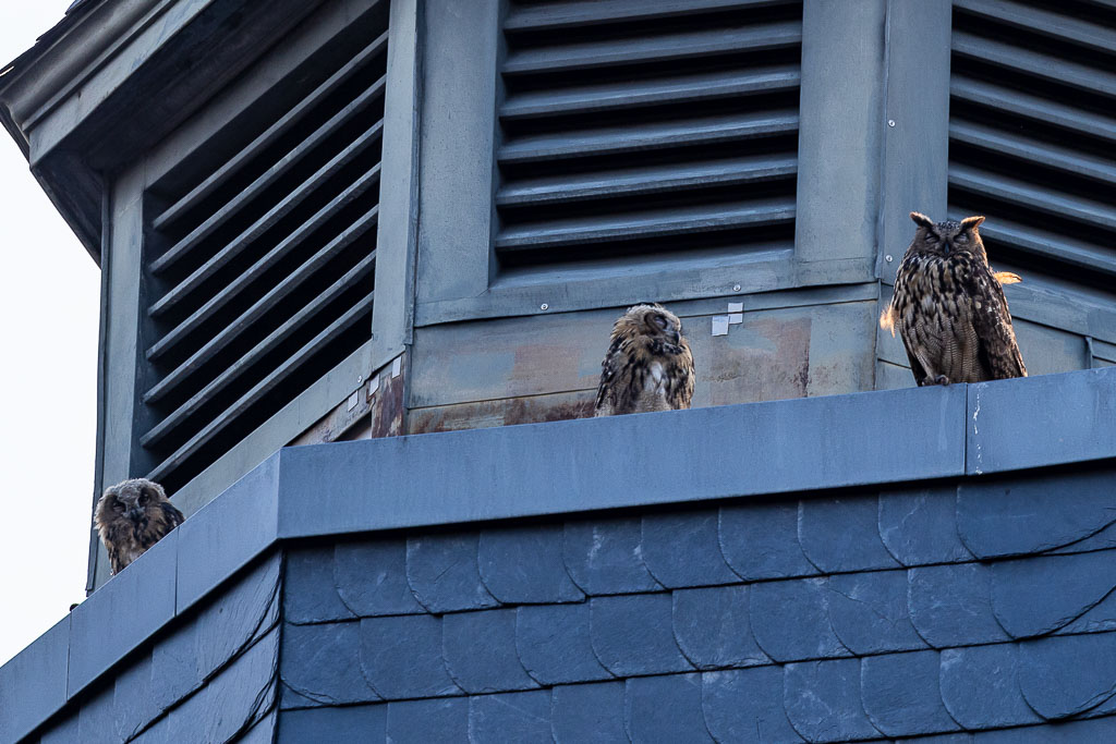 Biologische Schutzgemeinschaft tweet media