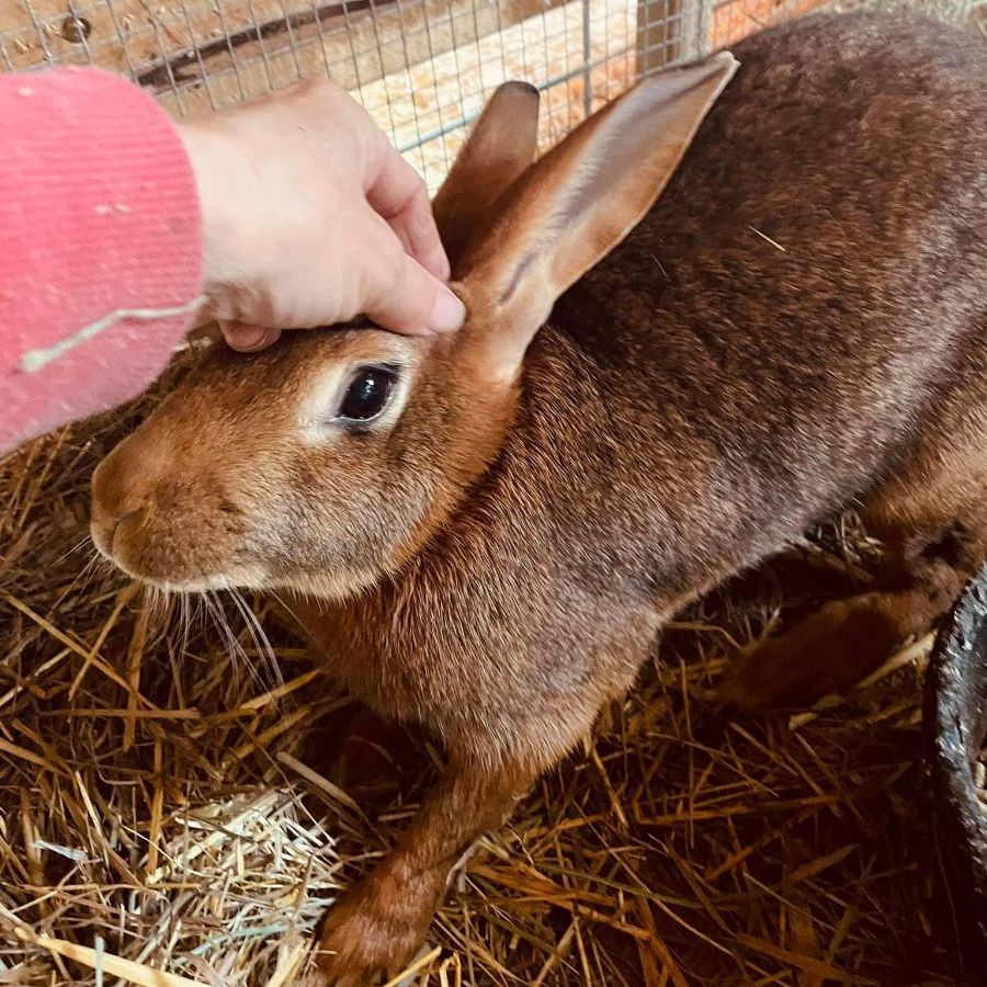 CCottageFarm's tweet photo. Last Chance! End of Year Giving and what we've been up to - https://t.co/g8limVDsgB https://t.co/c4USGWxIlv