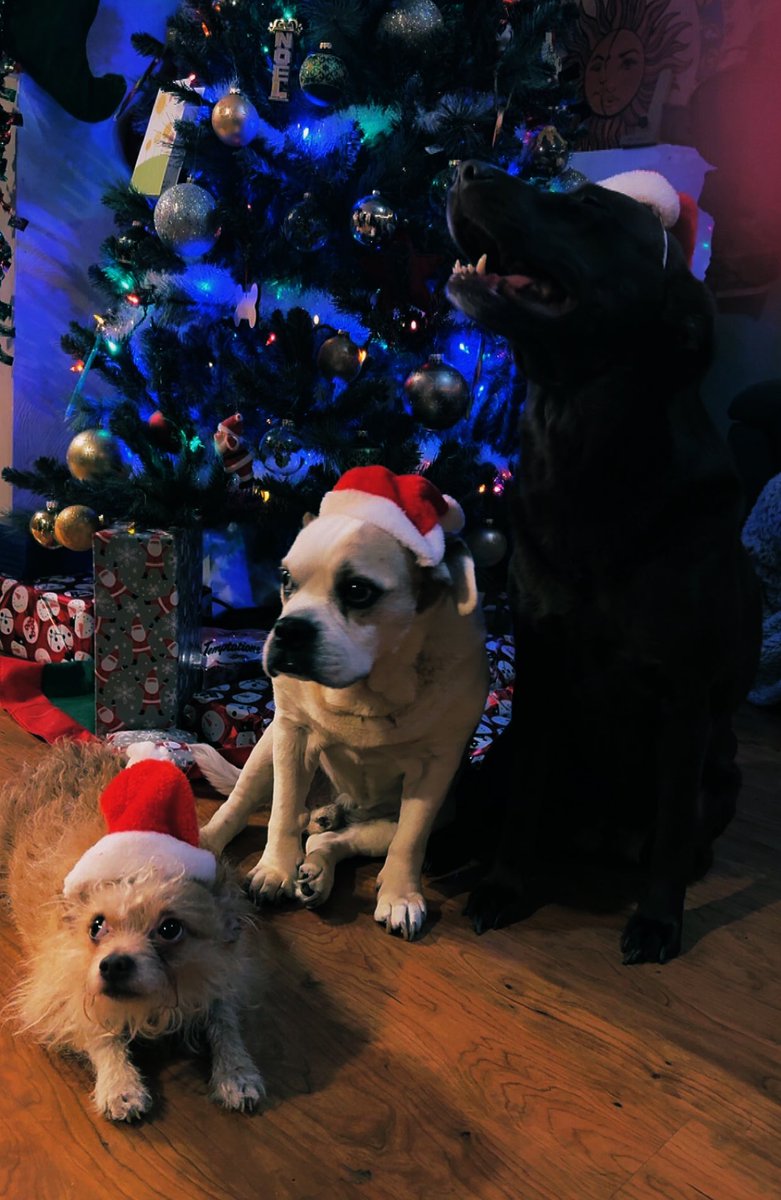 dankz_ella710's tweet photo. Yule dogs https://t.co/QWvbzJ1skM