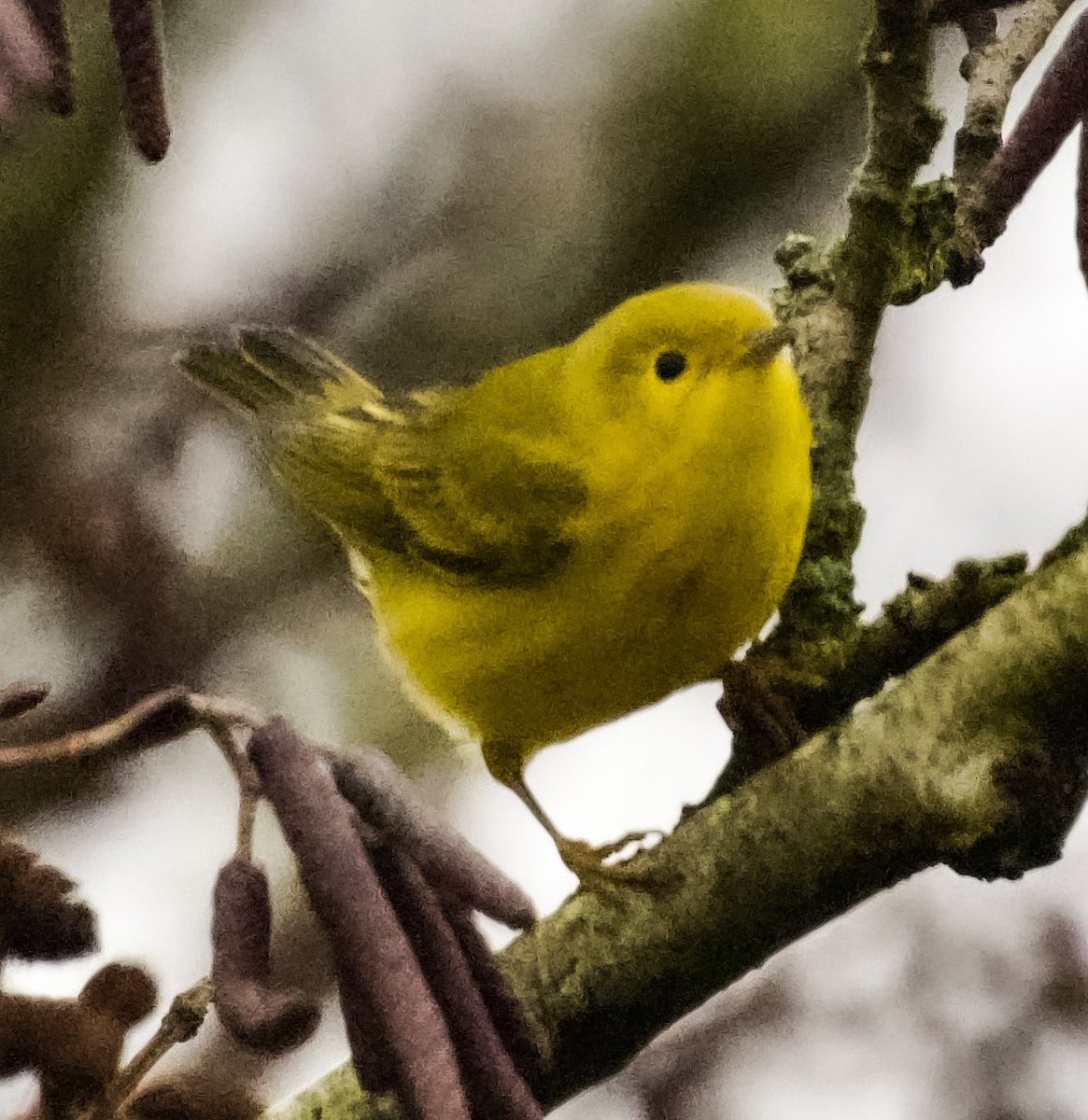 richardcross55's tweet photo. Taken yesterday in difficult light conditions American Yellow Warbler, well worth the wait @rbnUK @BirdGuides @RSPBbirders https://t.co/g8qj8xUcxT