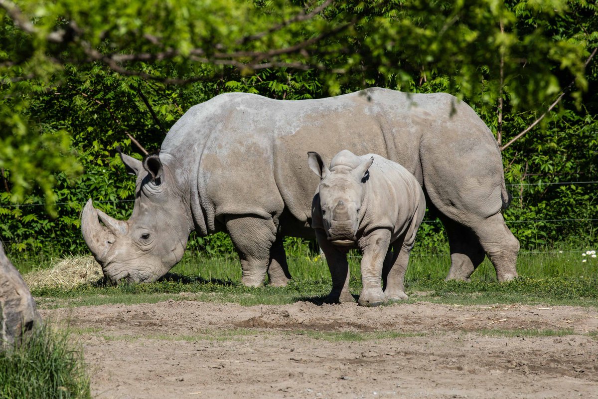 One Year of Kifaru 🧡

It’s been a busy first year for your latest White rhino addition at the Toronto Zoo 🦏

Go down Memory Lane and relive some of Kifaru's finest moments ⬇️