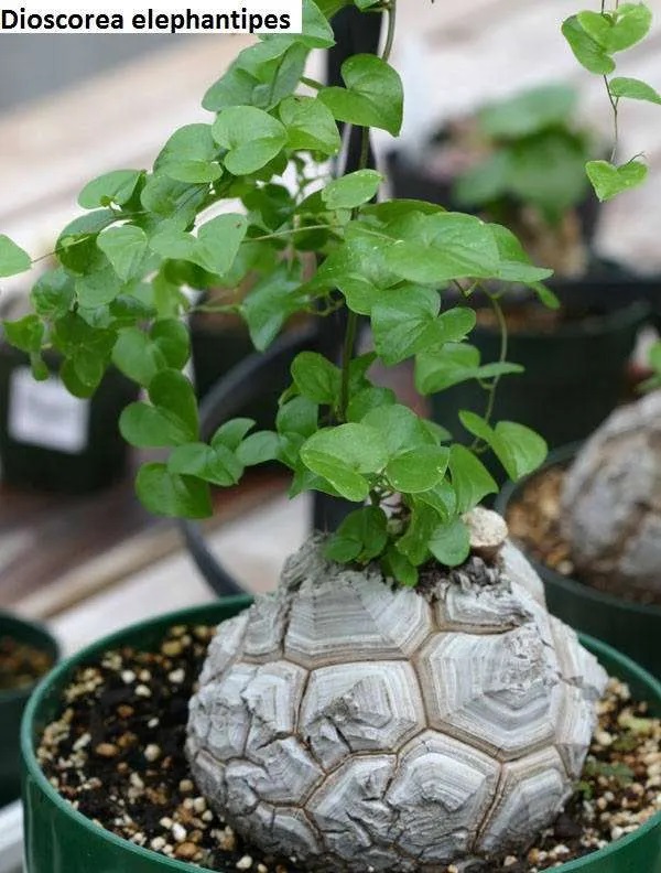 valerieraeg's tweet image. Look at this rare caudex succulent - Dioscorea elephantipes aka Elephant's foot,  Turtleback plant, Tortoise Plant &amp;amp; other names.  Has such an odd base. 
#plants #dioscorea #elephantplant #turtleback #tortoiseplant #rareplants #caudex #succulent #rareseeds #ElephantFoot