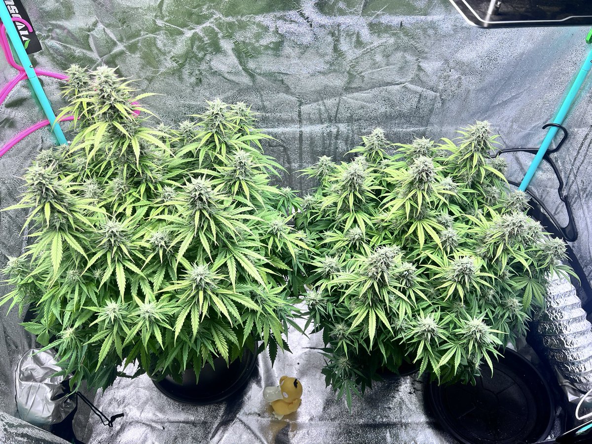 Hammered and strawberry Jubilee/gelato day 77!!