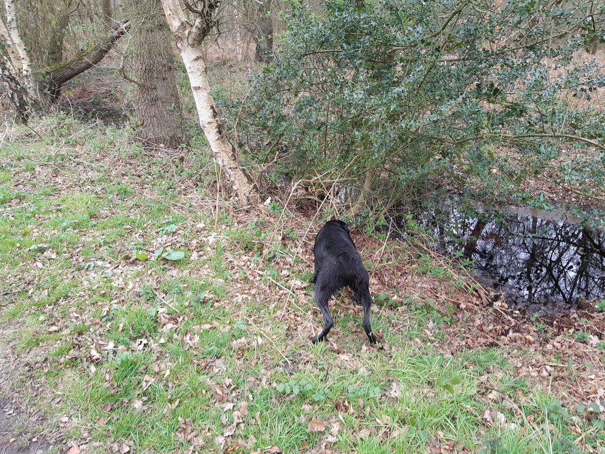 PaulReadGB's tweet image. Exactly! Up to his arse in it every single day. What's not to like? #DogHeaven