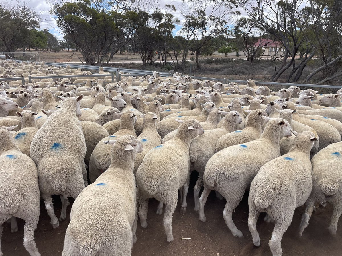 Some one is goin to have some nice chops Australia Day🤟