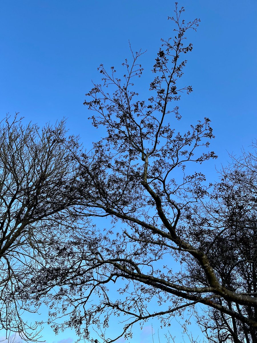 A belated #StetWalk photo from last Saturday Dec 21st, a week ago. 🍂
I'm cross-posting my StetWalk photos on all my platforms: come find me on Threads, Instagram, and Facebook with the same username! 🤩