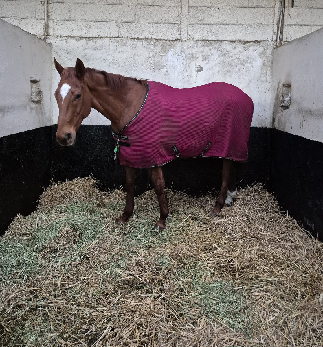 Road To Cheltenham tweet media