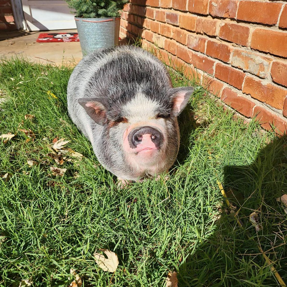 Charles Hoskinson tweet media