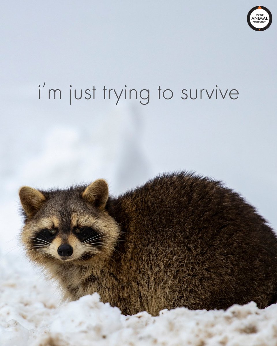 Be kind to your animal neighbors. We're all just trying to survive. 🦝🧡