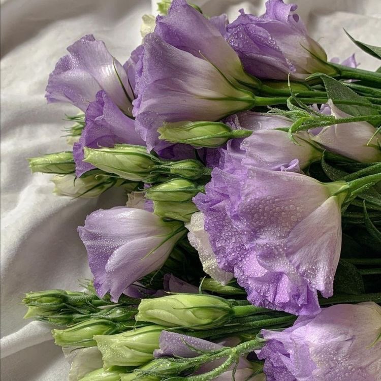 flowers for atinys ་۪ ✿◞ (@atinysflower) on Twitter photo flowers for <a href="/bxbysani/">산's aicha¿?</a>
"Roses are red and violets are blue there’s nothing in the world more prettier than you😔" flowers for <a href="/bxbysani/">산's aicha¿?</a>
"Roses are red and violets are blue there’s nothing in the world more prettier than you😔"