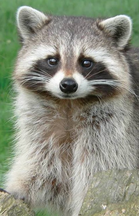 finance360views's tweet photo. Lets Racoon @AI_RACX https://t.co/wUr3iw4S8R