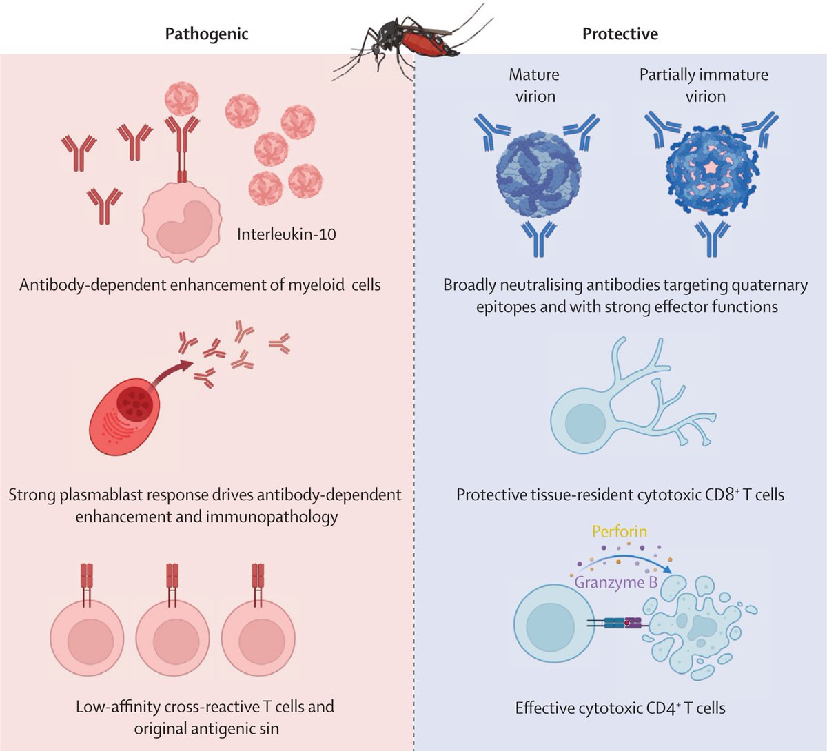 #Dengue is a systemic viral infection. It is also a growing global public health concern.

Recent developments mark the beginning of a new era in prevention and control.

📄 Find out more in this Seminar: hubs.li/Q030Ljtc0